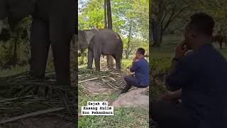 GAJAH KASANG KULIM ZOO kasangkulimzoo gajah kebunbinatang [upl. by Ideih]