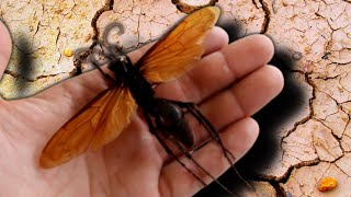 Tarantula Hawk Wasp Pepsis sp Drawer of the Week Ep12 [upl. by Aneehs]