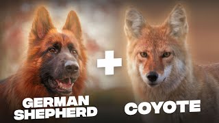 German Shepherd Coyote Mix Is This Breed Safe [upl. by Frodin]