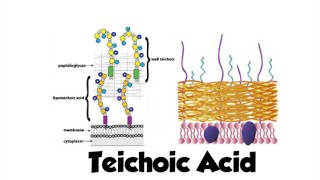 Teichoic Acid  grampositive bacteria  microbiology [upl. by Timofei]