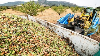 Awesome Almond Cultivation Technology  Almond Farming and Harvest  Almond processing in factory [upl. by Ariel222]