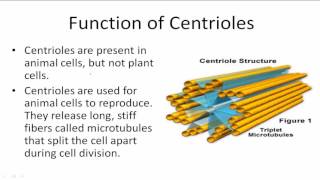 Function of Centrioles [upl. by Mixam]