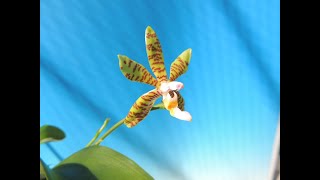 Phalaenopsis fasciata Country Acres orchid [upl. by Thompson]