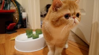 BRINGING HOME OUR EXOTIC SHORTHAIR KITTEN  SVEN AND ROBBIE [upl. by Egief451]