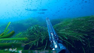 Chasse sous marine méditerranée Février 2021Var [upl. by Anyad783]