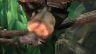 Fruit Bats Hanging Out at the Houston Zoo [upl. by Ohs]