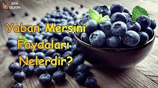 Yaban Mersini Faydaları Nelerdir [upl. by Presber161]