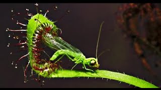 Top 10 Carnivore Plants That Eat Animals  Carnivorous plants  Meateating plants  Techbye World [upl. by Catherina]