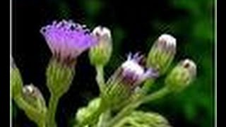 Vernonia cinereaMonarakudumbiyaironweed [upl. by Jacynth]