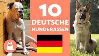 Die 10 beliebtesten DEUTSCHEN HUNDERASSEN  Hunde deutscher Herkunft [upl. by Ddat]