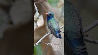 First time seeing a broadbilled hummingbird hummingbird wildlife [upl. by Nert]