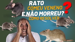 Rato Comeu Veneno e Não Morreu E agora o que Fazer Porque o Rato não Morre  Gabriel Ambiental [upl. by Octavie544]