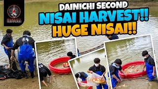 DAINICHI NISAI SECOND HARVEST [upl. by Burt]