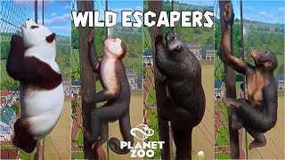 Giant Panda Binturong Capuchin Monkey Bonobo Mandrill  Planet Zoo Animals Escape Race [upl. by Novelia]