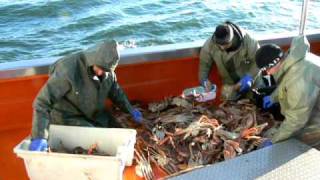 Pêche au crabe des neiges Rimouski [upl. by Hterrag]