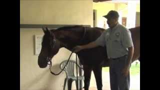 Horse Massage Release Tension in the NeckShouldersWithers Junction [upl. by Luapnaes659]