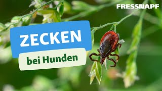 Zecken bei Hunden So schützt du deinen Hund [upl. by Llednik]