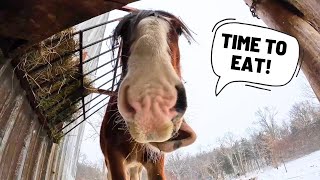 SATISFYING Horsey Sounds  Munching and Chomping With Oliver [upl. by Dj]