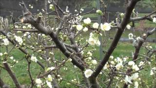 How to prune Plum trees [upl. by Primalia730]