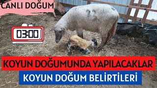 Koyun Doğumu Doğum Belirtileri Doğum Anı ve Sonrası Yapılacaklar I İpuçları I Kuzu Doğum Anı [upl. by Mohandas]