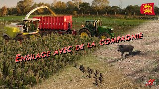 Ensilage avec sanglier  New Claas ORBIS 750 [upl. by Bean435]