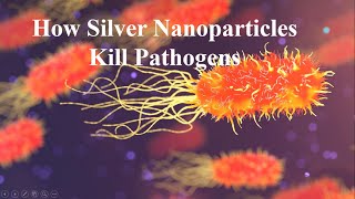 How Silver Nanoparticles Kill Pathogens colloidalsilver nanotechnology nanomaterials [upl. by Draner]