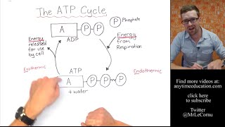 What is The ATP Cycle [upl. by Anasus]