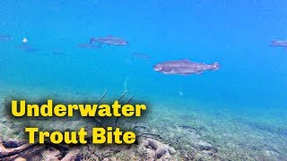 How to use Trout bait  UNDERWATER FOOTAGE [upl. by Kara-Lynn43]