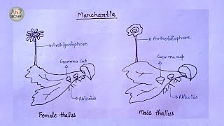 How To Draw Marchantia of Bryophyta in simple way  Common liverwort Drawing [upl. by Yerggoeg586]