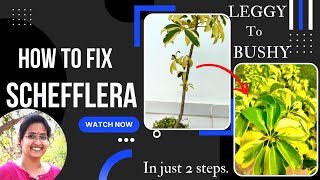 What to do with a Leggy Schefflera plant How to prune Umbrella Plant  How to propagate schefflera [upl. by Nileuqaj406]