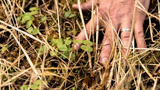 Ultimate No Till Food Plots [upl. by Tracey]