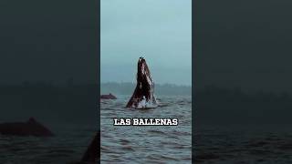 ¿CÓMO sobreviven las BALLENAS en el ÁRTICO [upl. by Ahsei]