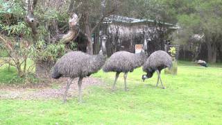 Emus taken at Potoroo Palace [upl. by Iana310]