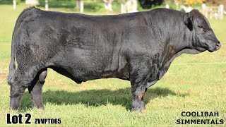 Lot 02 Coolibah The Cowboy ZVVPT065 [upl. by Beasley369]