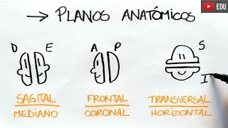 Anatomia em 1 minuto Planos Anatômicos  Anatomia e etc [upl. by Taub]