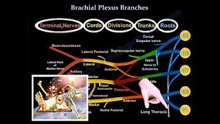 Brachial Plexus Branches  Everything You Need To Know  Dr Nabil Ebraheim [upl. by Savdeep173]