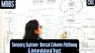 Sensory System Dorsal Column Pathway Anterolateral Tract mbbs medicine neetpg usmle [upl. by Ivy615]