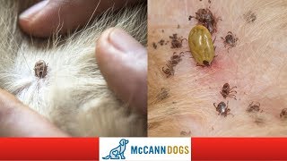 How To Check Your Dog For Ticks Tick Hiding Spots  Professional Dog Training Tips [upl. by Assirahs]