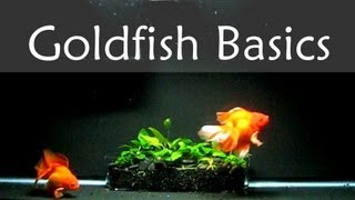 Goldfish Care Basics  Tank Size [upl. by Jerry288]