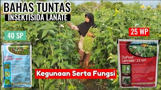 BAHAS TUNTAS  INSEKTISIDA LANATE 40 SP dan 25 WP  MANA YANG LEBIH UNGGUL [upl. by Ettevy618]