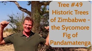 Tree 49 Historic Trees of Zimbabwe  the Sycamore Fig of Pandamatenga [upl. by Nwadahs]