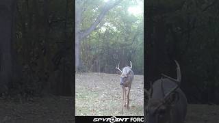 Nice buck on trail camera hunting deerhunting trailcam [upl. by Papotto]