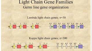 9  Immunogenetics 1 [upl. by Taub552]