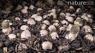 Timelapse of Maidens veil fungi emerging North Queensland Australia [upl. by Nilrak]