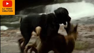 German Shepherd Dog vs Rottweiler Dogs fight [upl. by Airdnahc]