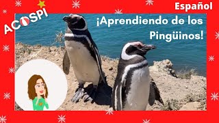 Pingüinos I Video Educacional para Niños y Niñas I ACOSPI  Penguins in Spanish for kids [upl. by Alegnaoj485]