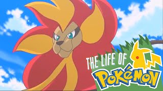 The Life of Pokemon Litleo amp Pyroar [upl. by Eittak532]