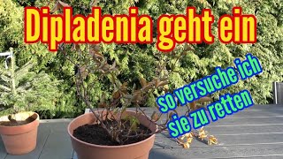 Dipladenia geht ein So versuche ich meine Dipladenia zu retten [upl. by Nilatak]