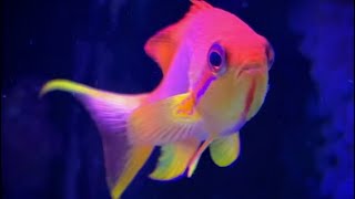 Lyretail Anthias [upl. by Chiang]