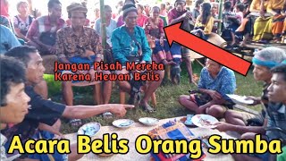 Acara Belis Sumba  Perkawinan Adat Sumba NTT  2023 [upl. by Steinke]